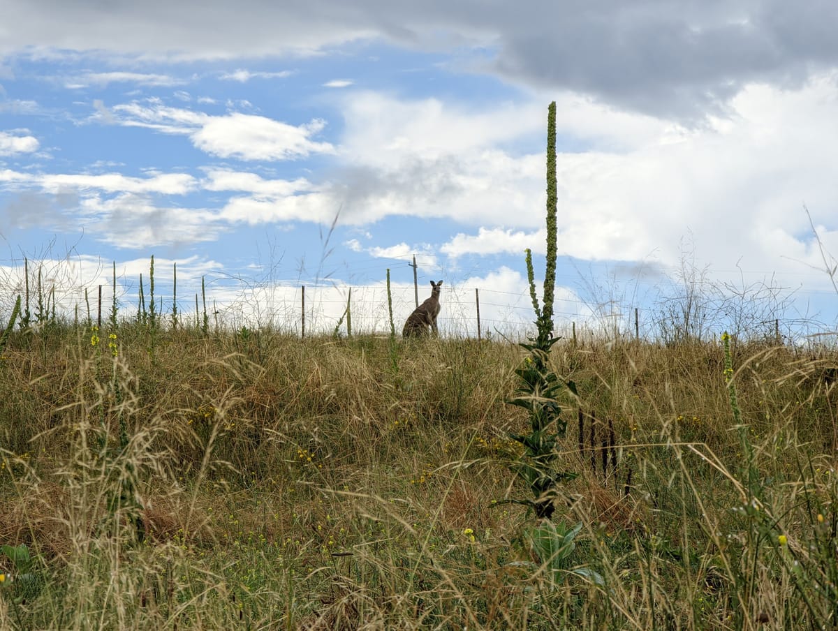Spinifex